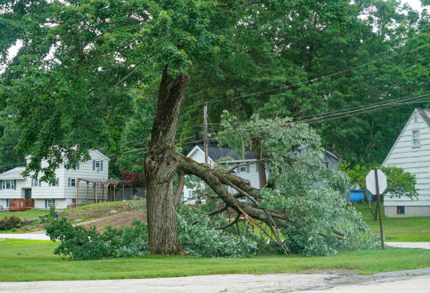 Best Tree Trimming and Pruning  in Westville, NJ